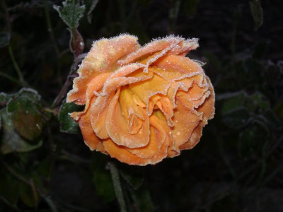 DSC01437.JPG
