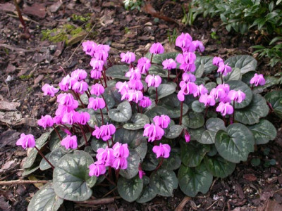 Cyclamen_coum_17.2.07.jpg