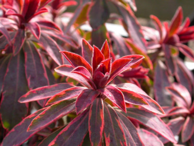 Euphorbia_panaschiert_Winterfarbe.jpg