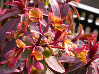 Euphorbia_pananschiert_Blute.jpg