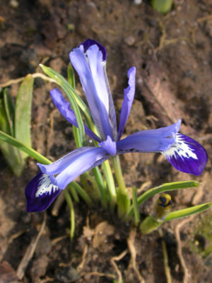 Iris_reticulata_Margarite.jpg