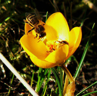 Bienen_07_02_17s.jpg