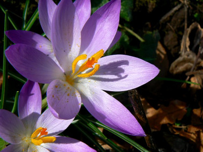 crocus_tommasinianus1_g.jpg