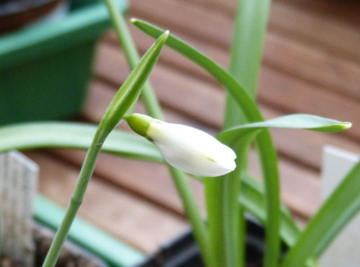 2017-02-22 Galanthus 'South Hayes'.jpg