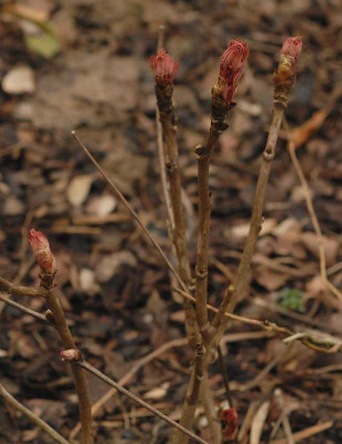 Paeonia_rockii0086-klein.jpg