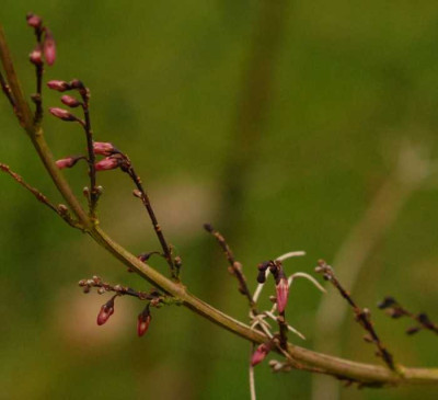 Abeliophyllum-distichum0084-klein.jpg