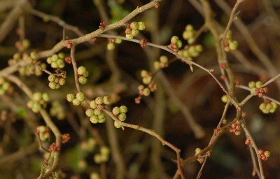 Chaenomeles0079-klein.jpg