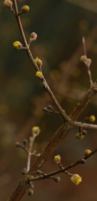 Cornus-mas0096-klein.jpg