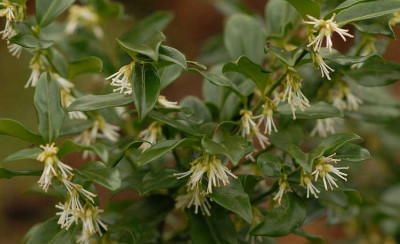 Sarcococca0060-klein.jpg
