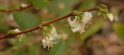 Lonicera-fragrantissima0080-klein.jpg