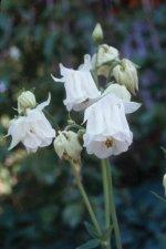 aquilegiadoublewhite-s.jpg