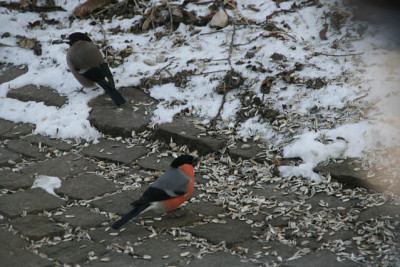 Dompfaff0112.jpg