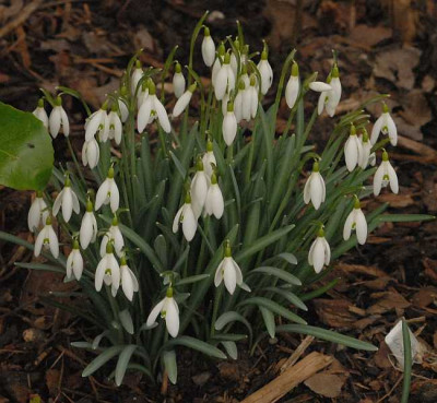 Galanthus-nivalis0054-klein.jpg
