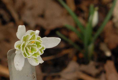 Galanthus-nivalis-Flore-Pleno0066-klein.jpg