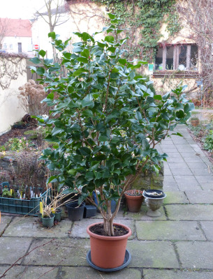2017-12-07 Kamelie.jpg