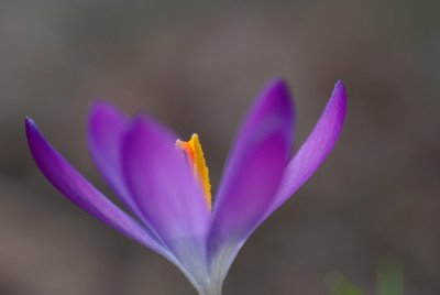 Krokus-original-k.jpg