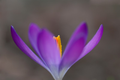 Krokus-gerade-Mitte-k.jpg