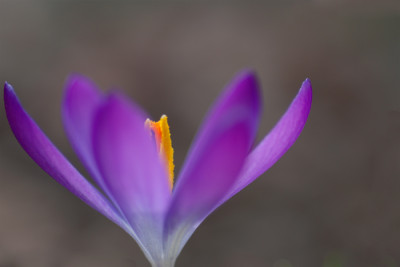 Krokus-gerade-links-k.jpg