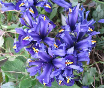 17.2.07._Iris_reticulata_Pixie_038.JPG