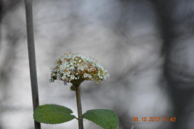 1. Bilder Dez 17 012.JPG