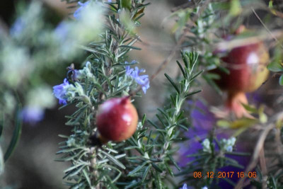 1. Bilder Dez 17 030.JPG