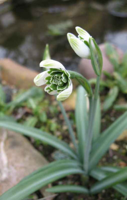 17.2.07._Galanthus_Jaquenetta_031.JPG
