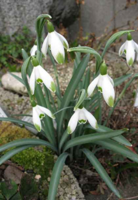 17.2.07._Galanthus_Viridapice_I__048.JPG