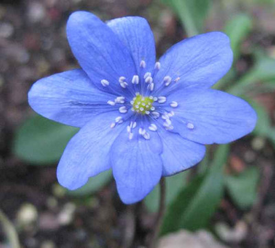 17.2.07._Hepatica_transs._Winterfreude__057.JPG