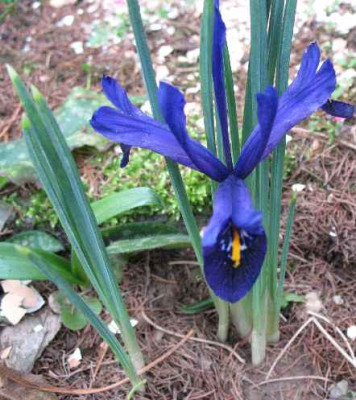 17.2.07._Iris_reticulata_Violet_Beauty_001.JPG