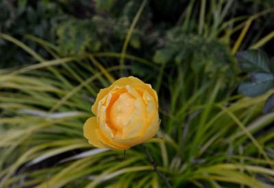 Rose-SchlossNeuschwanstein.17-1.jpg
