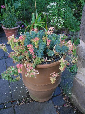 Euphorbia_myrsinites.jpg