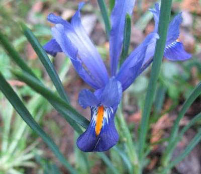 17.2.07._Iris_reticulata_Edward_004.JPG
