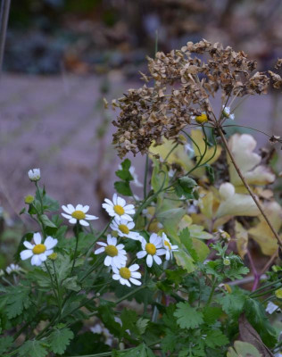 Tanacetum.17-1.jpg