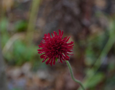 Knautia-MarsMidget.17-1.jpg