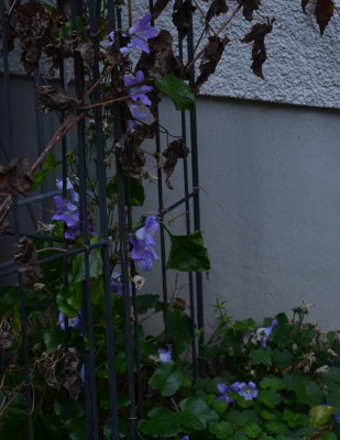 Campanula_pyramidalis.17-1.jpg