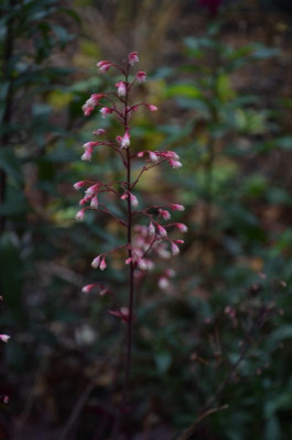 Heuchera-Shanghai-vielleicht.17-1.jpg
