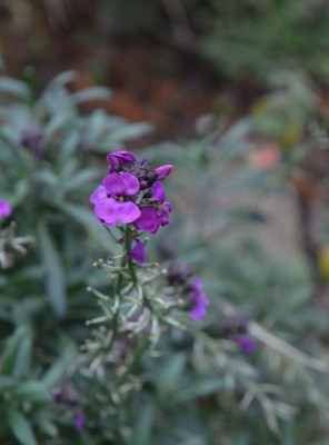 Erysimum.17-2.jpg