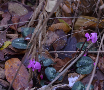 Cyclamen_coum.17-1.jpg
