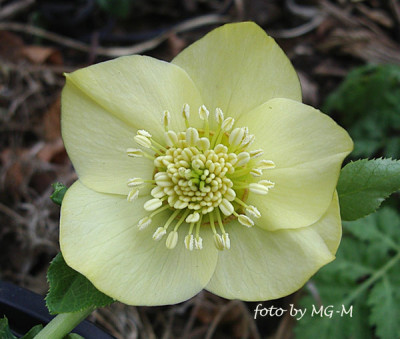 Imgp0105-gelb.jpg