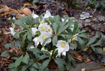 Helleborus-ChristmasCarol.17-1.jpg
