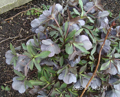 Imgp0148grau2.jpg