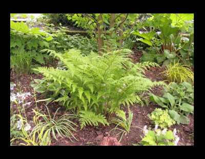 Drypteris dilata.jpg