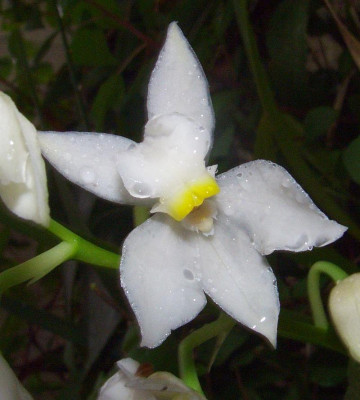 Osmoglossum_pulchellum_07.jpg