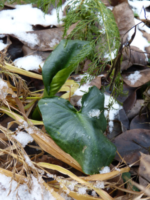 2017-12-10 Arum creticum.jpg