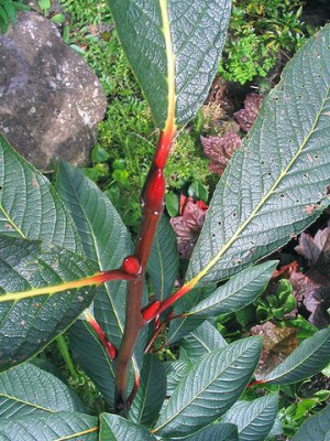 Salix_moupinensis_2.jpg