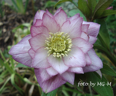 Imgp0146weiss-pico.jpg