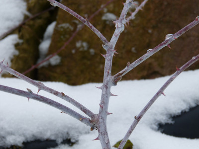 2017-12-10 Rubus cockburnianus 'Golden Vale'.jpg