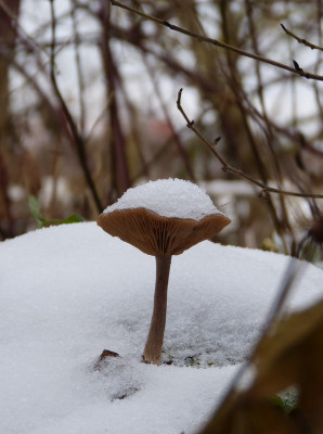 2017-12-10 Gartenimpressionen 1.jpg