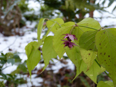 2017-12-10 Gartenimpressionen 2.jpg
