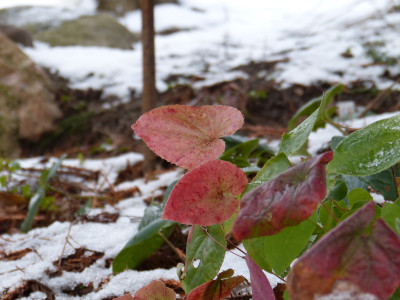 2017-12-10 Gartenimpressionen 3.jpg